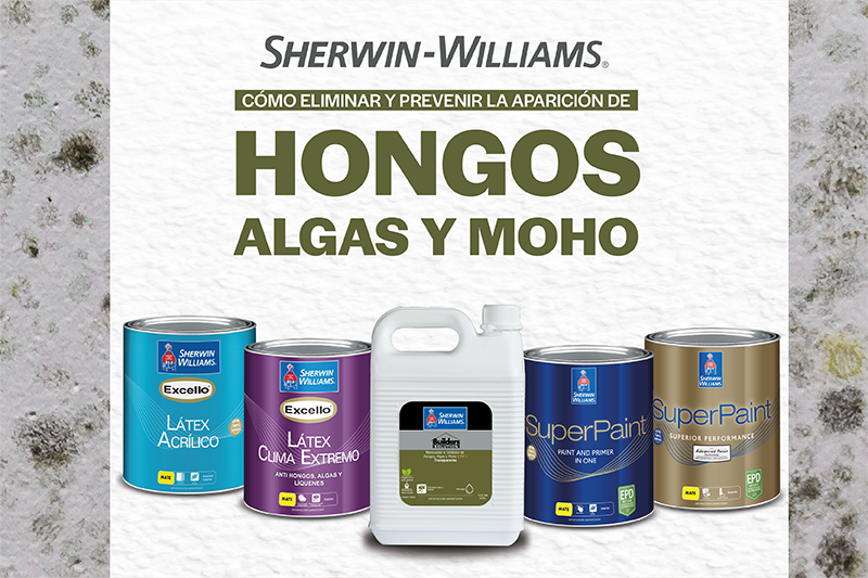 CÓMO ELIMINAR HONGOS Y MOHO DE LA PARED 